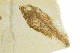Detailed Fossil Fish (Knightia) - Wyoming #320166-2